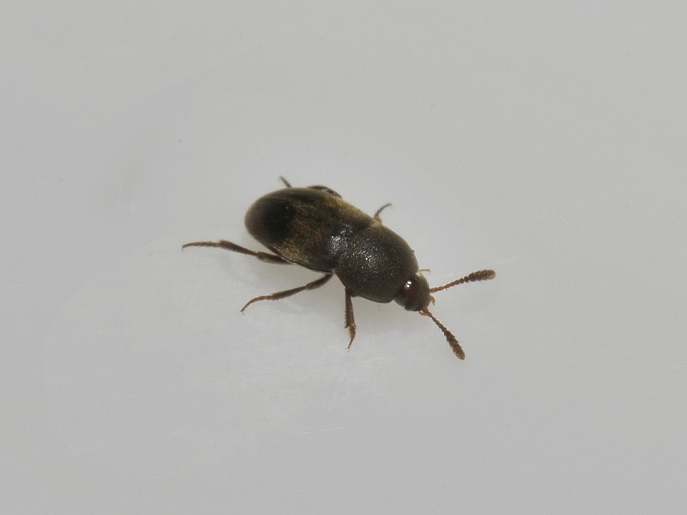Leiodidae: Colon sp.